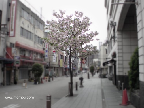 ロックフラワー通りの八重桜
